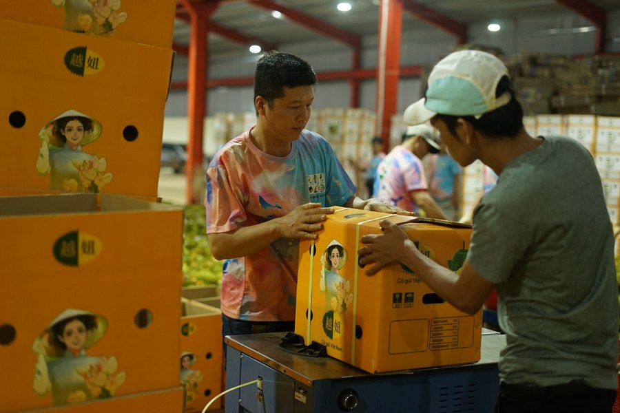 Des employés emballent des durians destinés à être exportés vers Chine dans une usine de transformation de durians de la province de Dak Lak, au Vietnam, le 15 septembre 2023. (Photo : Hu Jiali)