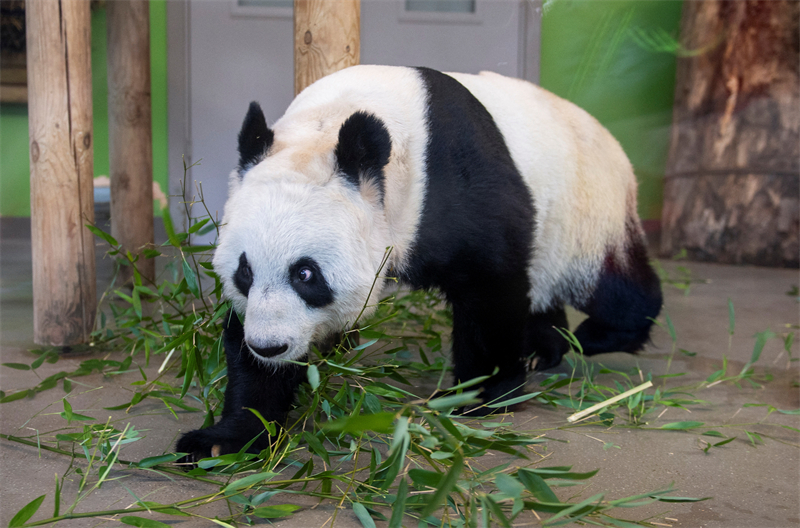 Les pandas géants Tian Tian et Yang Guang font leur retour en Chine