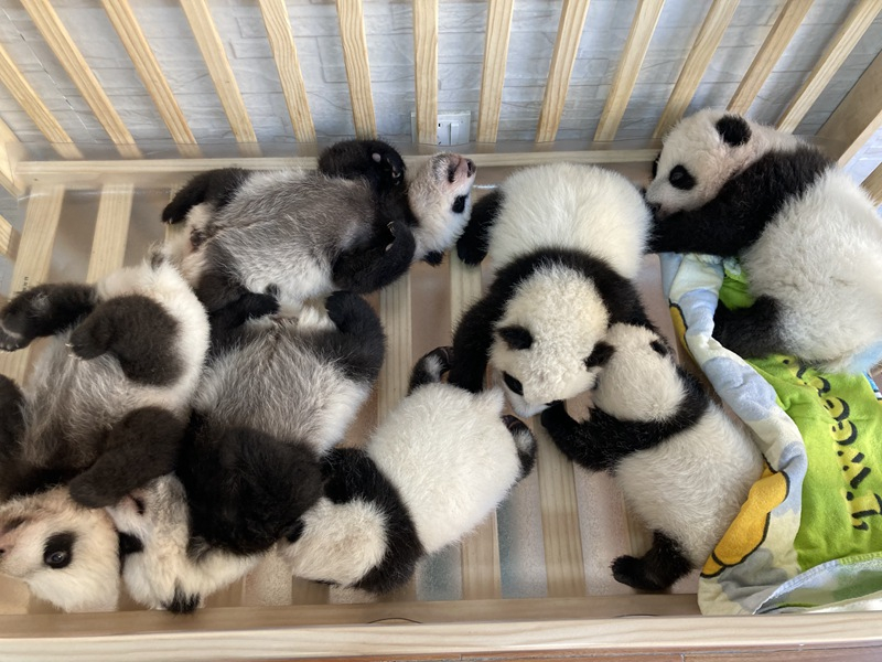 Shaanxi : 49 bébés pandas géants sont déjà nés au centre de recherche des monts Qinling