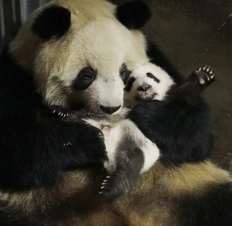 Shaanxi : 49 bébés pandas géants sont déjà nés au centre de recherche des monts Qinling