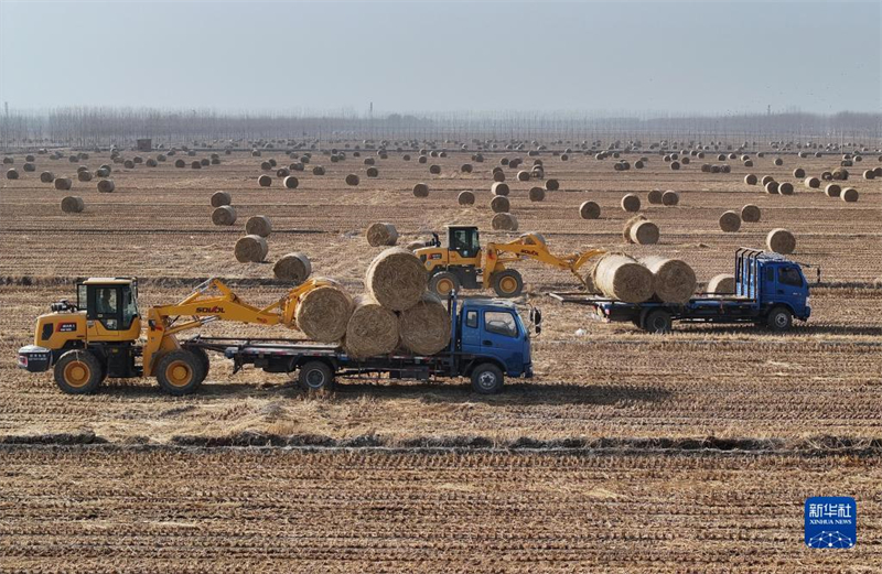 Hebei : le recyclage de la paille de riz contribue à la protection environnementale et à l'augmentation des revenus