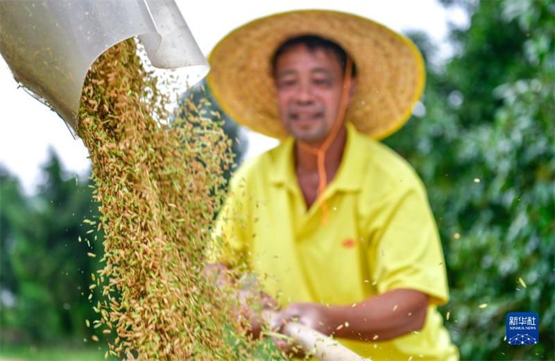 La production céréalière de la Chine supérieure à 650 millions de tonnes pour la neuvième année consécutive