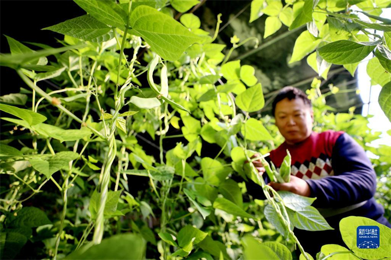 Hebei : les légumes sous abri entrent dans la pleine saison à Longyao