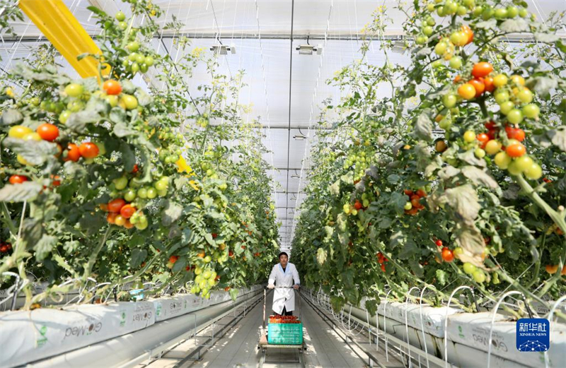 Hebei : les légumes sous abri entrent dans la pleine saison à Longyao