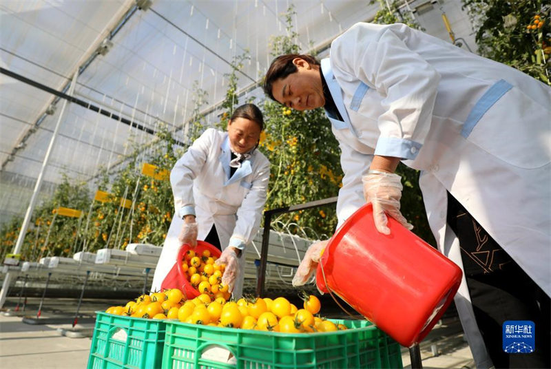 Hebei : les légumes sous abri entrent dans la pleine saison à Longyao