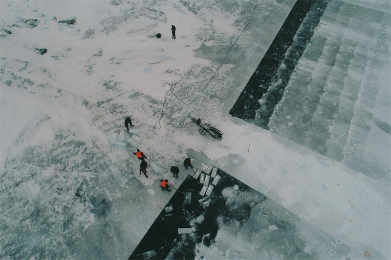 La récolte de la glace bat son plein au Xinjiang