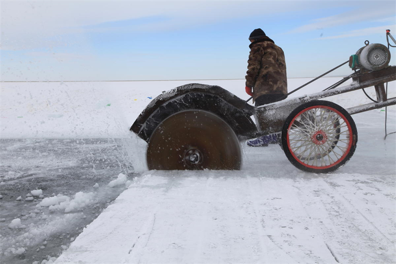 La récolte de la glace bat son plein au Xinjiang