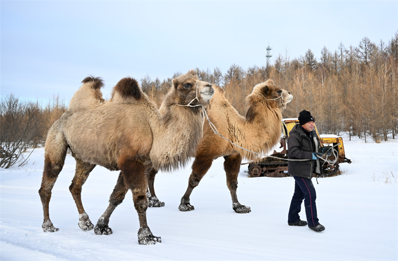 Mongolie intérieure : le tourisme se développe grâce à la neige
