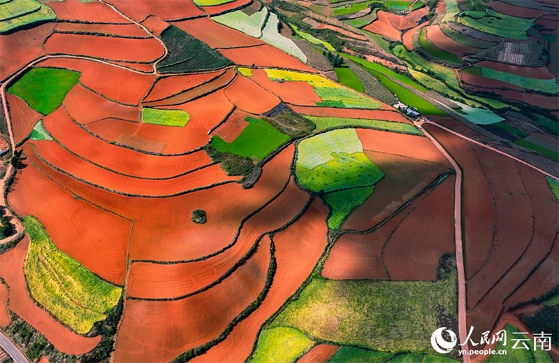 Photo aérienne de champs en terrasse colorés dans le bourg de Hongtudi à Kunming, capitale de la province du Yunnan. (Photo / Ye Zhigang)