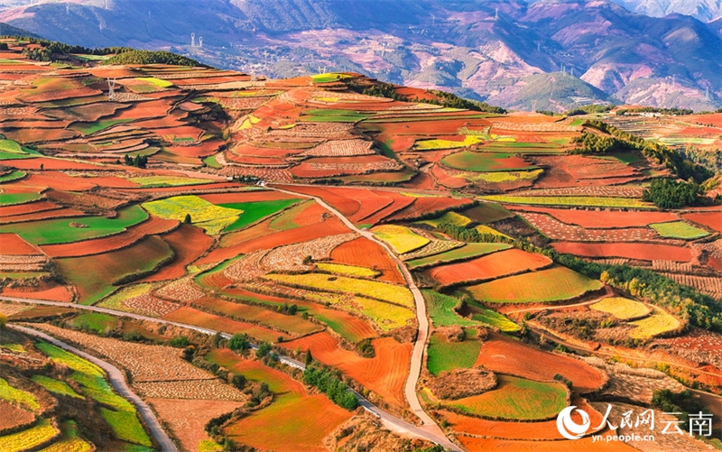 Les champs en terrasse colorés de Kunming ressemblent à une palette