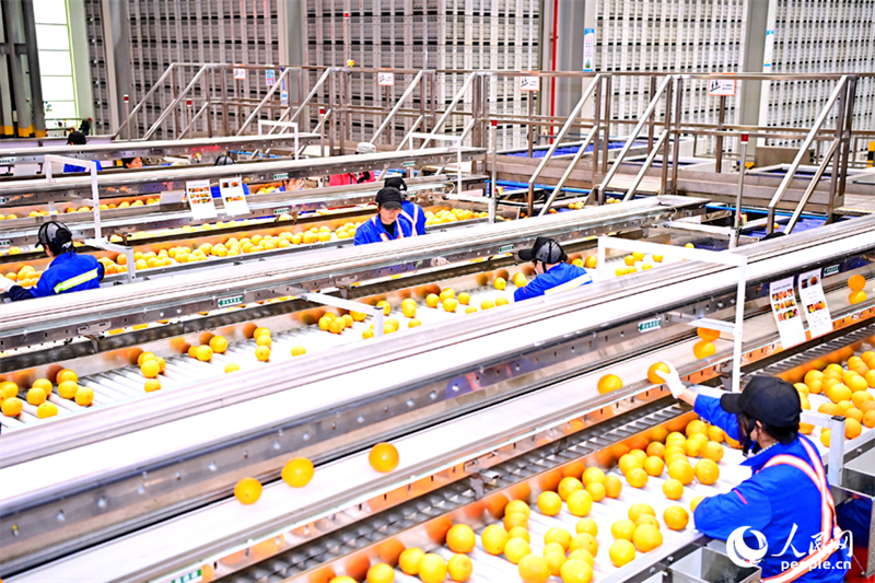 Découverte de l'industrie intelligente de transformation d'oranges navel