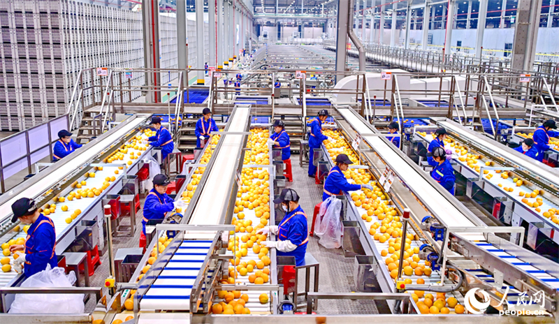 Découverte de l'industrie intelligente de transformation d'oranges navel