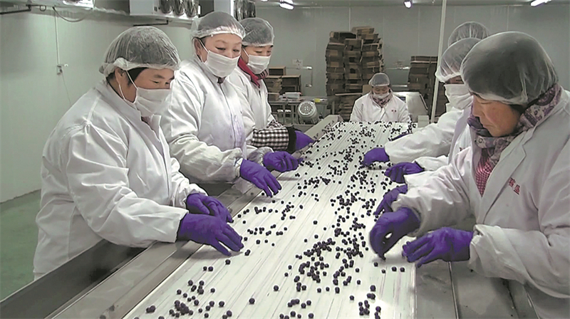 Des ouvriers trient des myrtilles sur une chaîne de production à Rizhao. (Photo / China Daily)