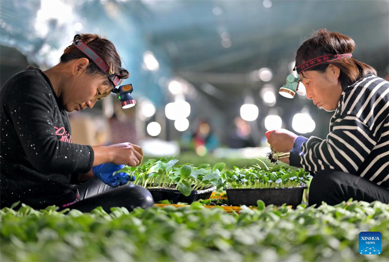 La ville de Luanzhou développe la culture sous serre pour augmenter le revenu des agriculteurs