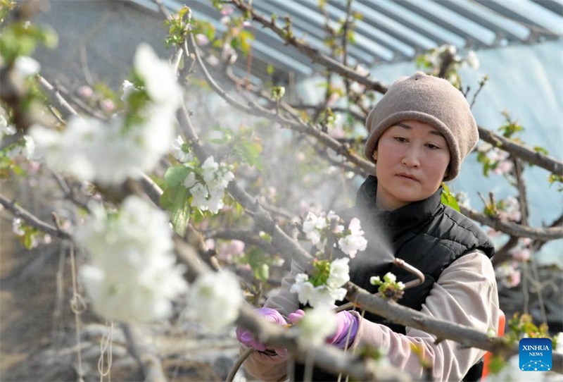 La ville de Luanzhou développe la culture sous serre pour augmenter le revenu des agriculteurs