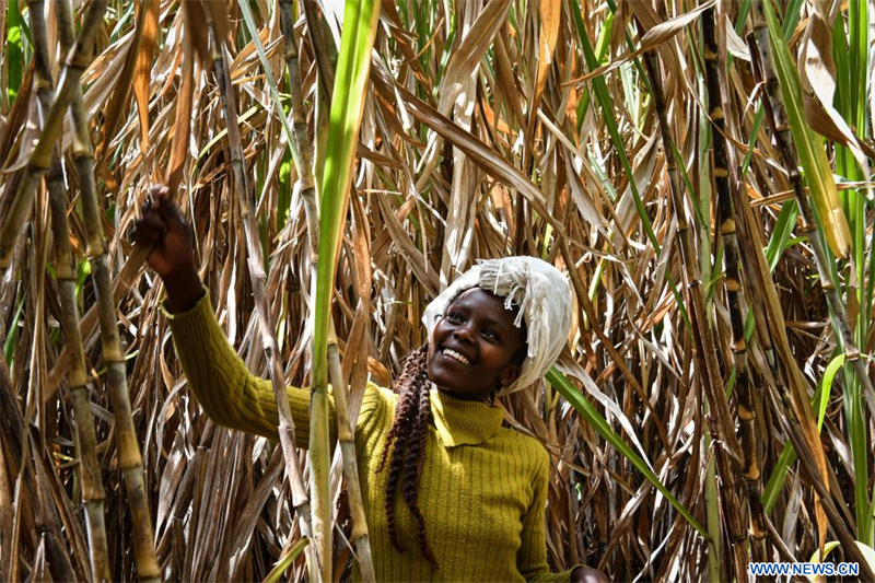 Une agricultrice enlève les mauvaises herbes dans une exploitation de juncao dans le village de Lenginet, au Kenya, le 26 janvier 2024. Introduite par la Chine en 2021, l'herbe juncao a révolutionné l'élevage dans les régions semi-arides du Kenya, garantissant un approvisionnement permanent en fourrage nutritif aux éleveurs et aux agriculteurs de subsistance. (Xinhua/Han Xu)