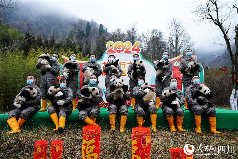 Sichuan : les petits pandas géants nés en 2023 envoient collectivement leur vœux pour célébrer le Nouvel An chinois