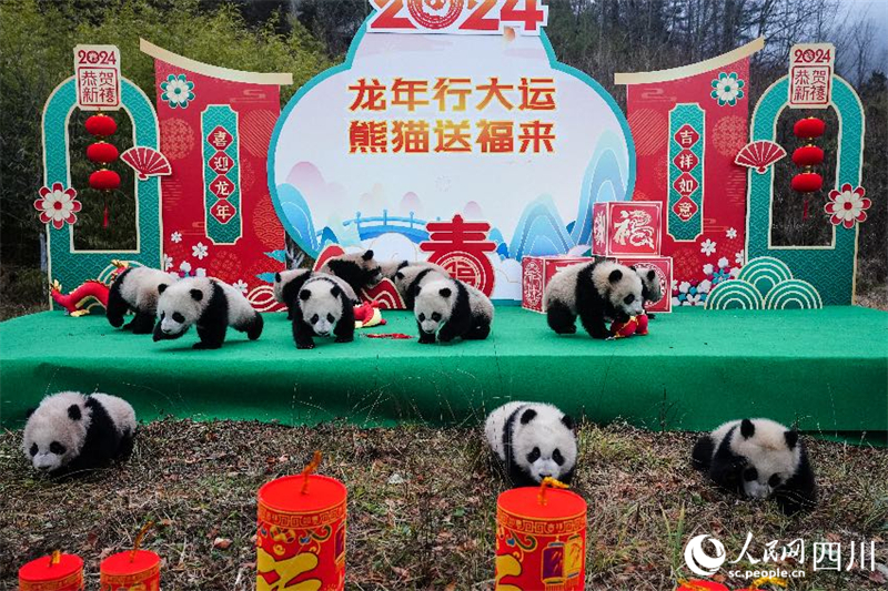 Sichuan : les petits pandas géants nés en 2023 envoient collectivement leur vœux pour célébrer le Nouvel An chinois