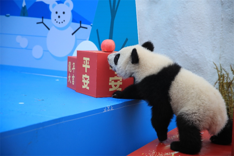 Sichuan : les petits pandas géants nés en 2023 envoient collectivement leur vœux pour célébrer le Nouvel An chinois