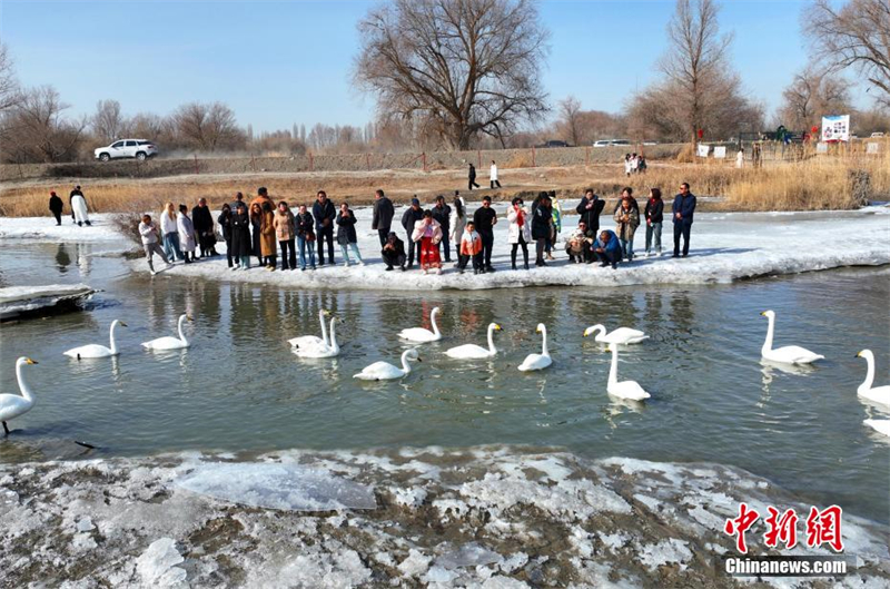 Les cygnes de la « Baie des cygnes » ont attiré de nombreux touristes lors de la fête du Printemps