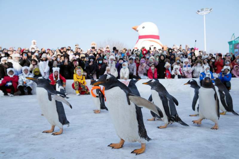 Des touristes regardent un défilé de pingouins au Polarpark de Harbin, capitale de la province du Heilongjiang (nord-est de la Chine), le 13 février 2024. (Photo / Xinhua)