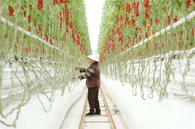 Dans la serre intelligente du parc agricole circulaire sino-français, une ouvrière taille les plants de tomates cerises. (Yang Bo / le Quotidien du Peuple en ligne)