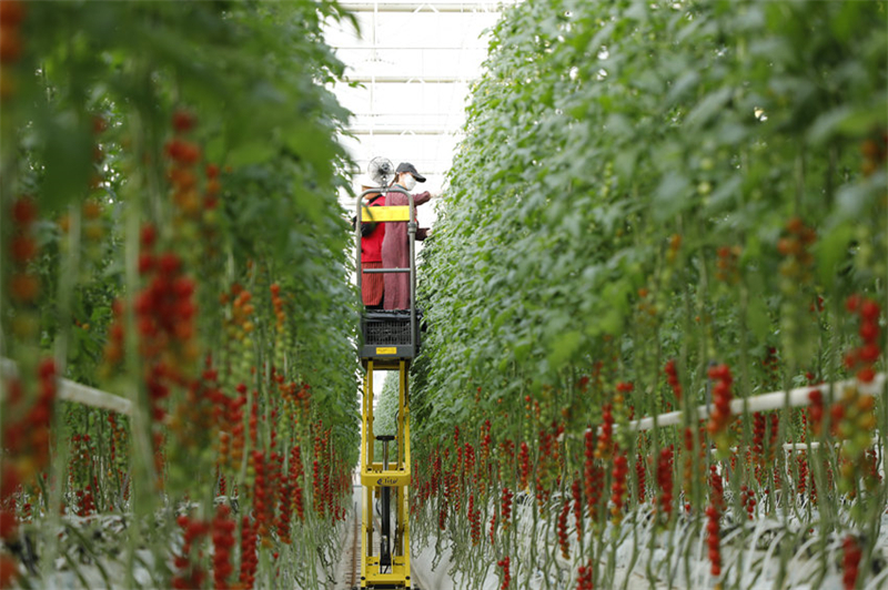 Plus de 2 tonnes de tomates sont récoltées chaque jour dans la serre intelligente du parc agricole circulaire sino-français de Nanchong