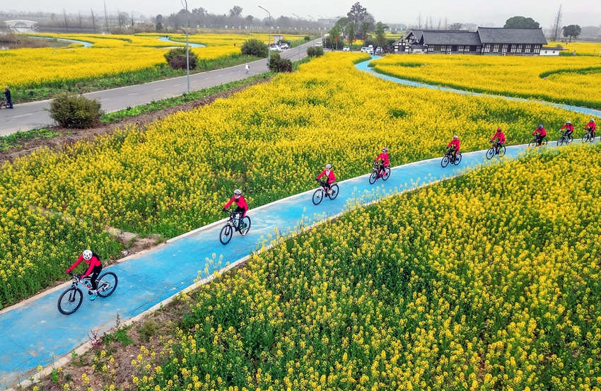 Une promenade à vélo dans les champs de fleurs à perte de vue…