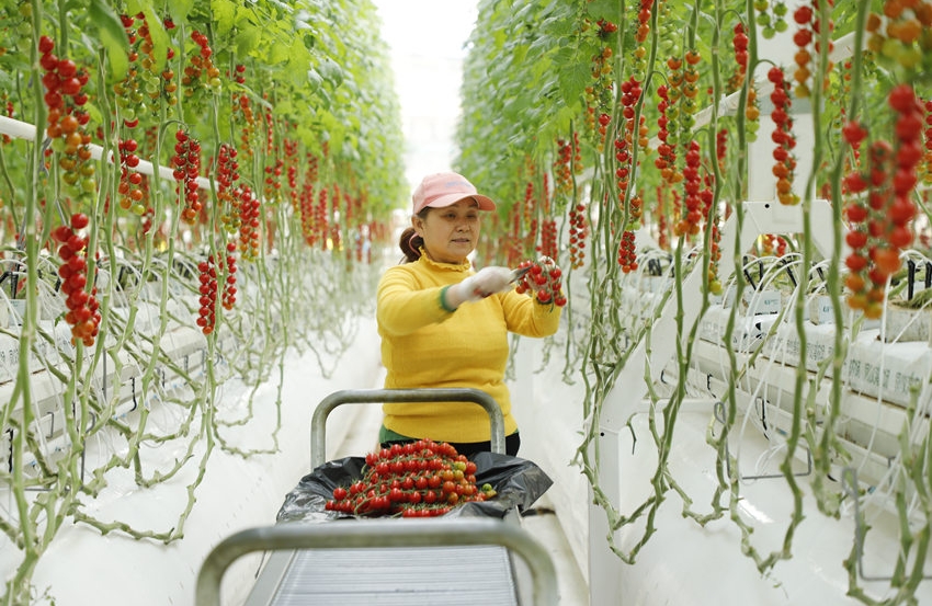 Plus de 2 tonnes de tomates sont récoltées chaque jour dans la serre intelligente du parc agricole circulaire sino-français de Nanchong