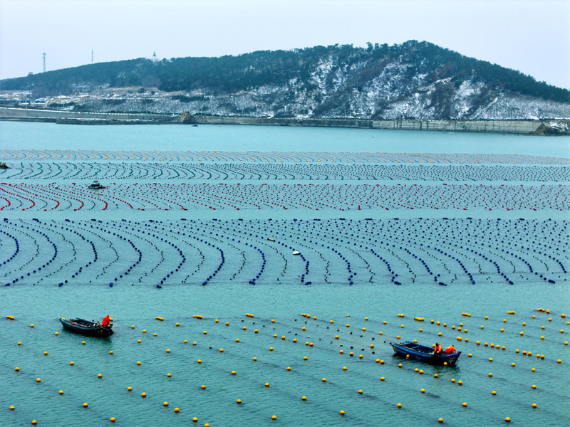 Shandong : « Labour de printemps en mer » à Rongcheng