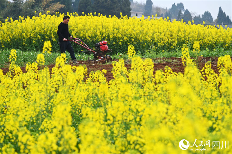 Les agriculteurs du Sichuan s'affairent en ce début de printemps