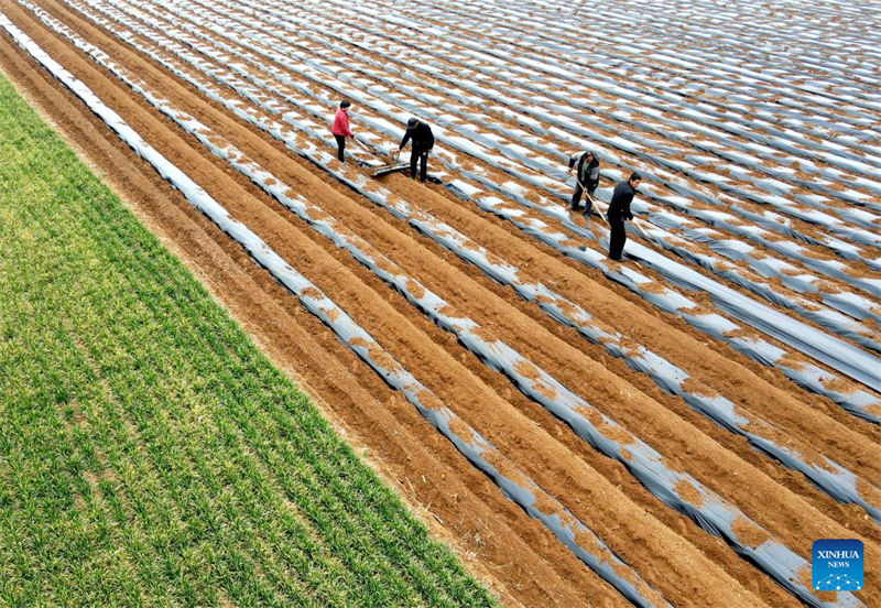 Les agriculteurs s'activent dans toute la Chine