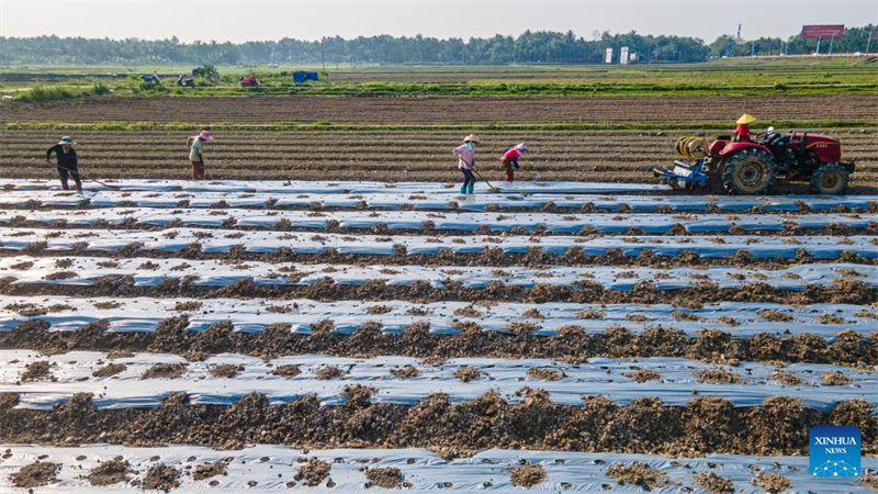 Les agriculteurs s'activent dans toute la Chine