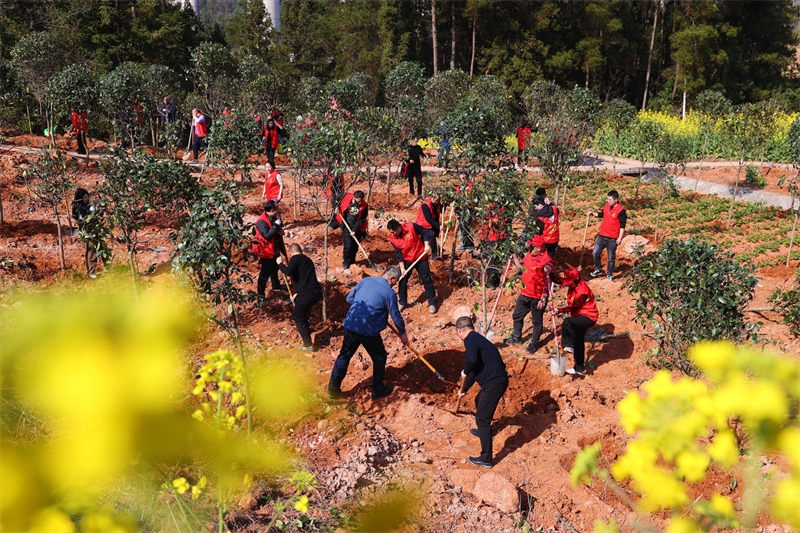 La Chine a planté près de 4 millions d'hectares de forêts en 2023