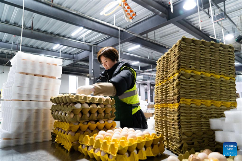 Un ouvrier emballe des œufs destinés à l'expédition dans l'entreprise de Yang Guangshuo, à Fuyang, dans la province de l'Anhui (est de la Chine), le 20 février 2024. (Zhao Jinzheng / Xinhua)