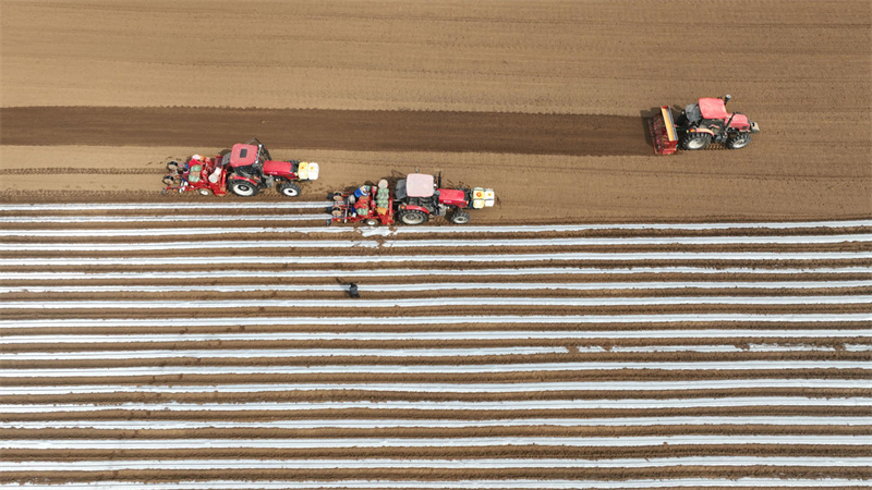 Shandong : les semis de printemps des « pommes de terre de commande » stimulent la revitalisation rurale à Linyi