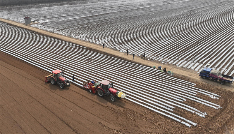 Shandong : les semis de printemps des « pommes de terre de commande » stimulent la revitalisation rurale à Linyi