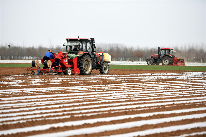 Shandong : les semis de printemps des « pommes de terre de commande » stimulent la revitalisation rurale à Linyi