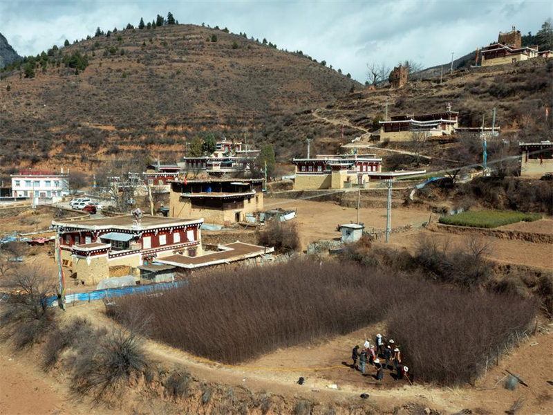 Sichuan : les plantations de cultures commerciales favorisent le développement rural à Daofu