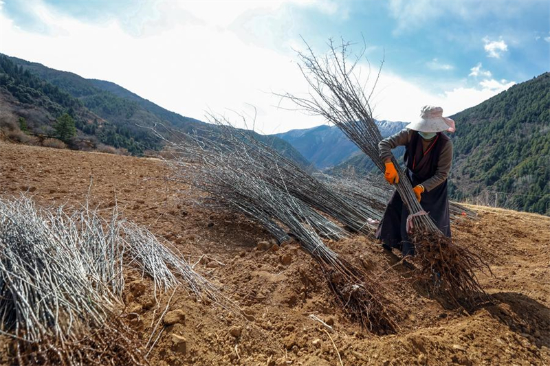 Sichuan : les plantations de cultures commerciales favorisent le développement rural à Daofu