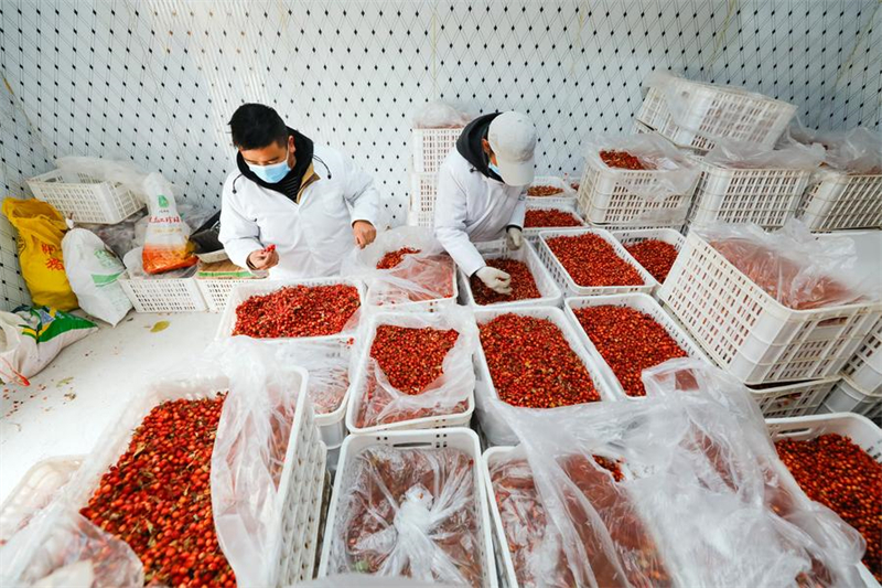 Sichuan : les plantations de cultures commerciales favorisent le développement rural à Daofu