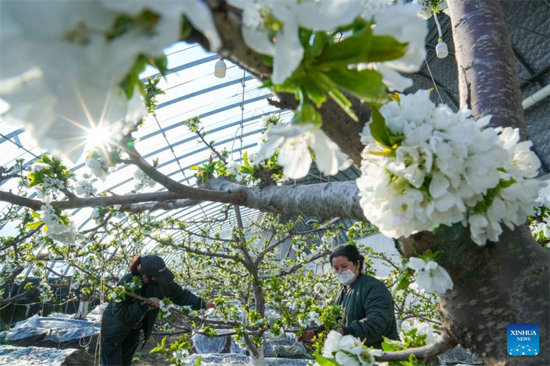 Heilongjiang : les serres améliorent l'efficacité de la production agricole à Jiamusi