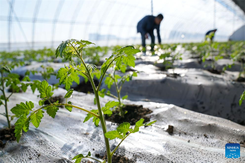 Heilongjiang : les serres améliorent l'efficacité de la production agricole à Jiamusi