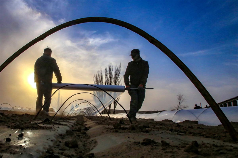 Xinjiang : la plantation de melons de Hami bat son plein