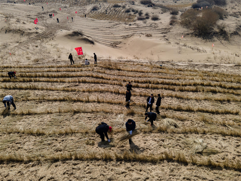 Mongolie intérieure : la bannière d'Aohan plante de l'herbe pour lutter contre la désertification