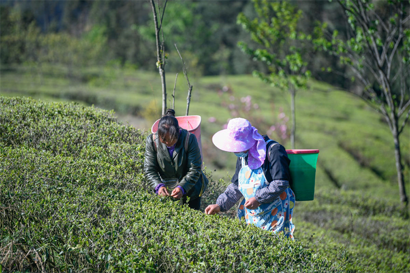 Guizhou : la cueillette de thé de printemps a commencé sur plus d'un millier d'hectares à Xingyi