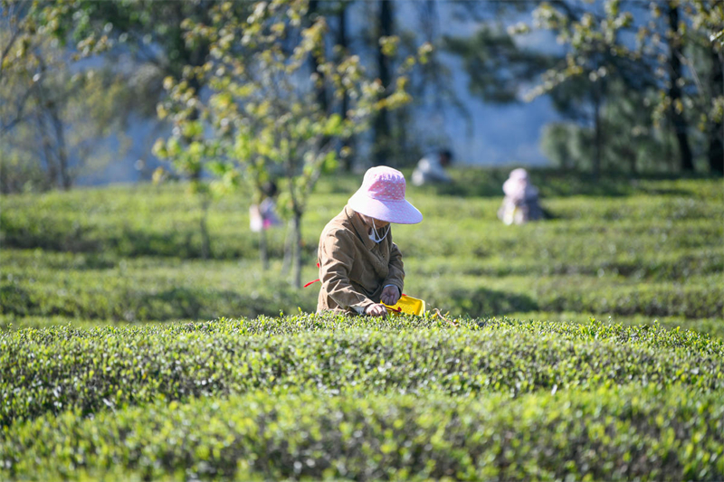 Guizhou : la cueillette de thé de printemps a commencé sur plus d'un millier d'hectares à Xingyi