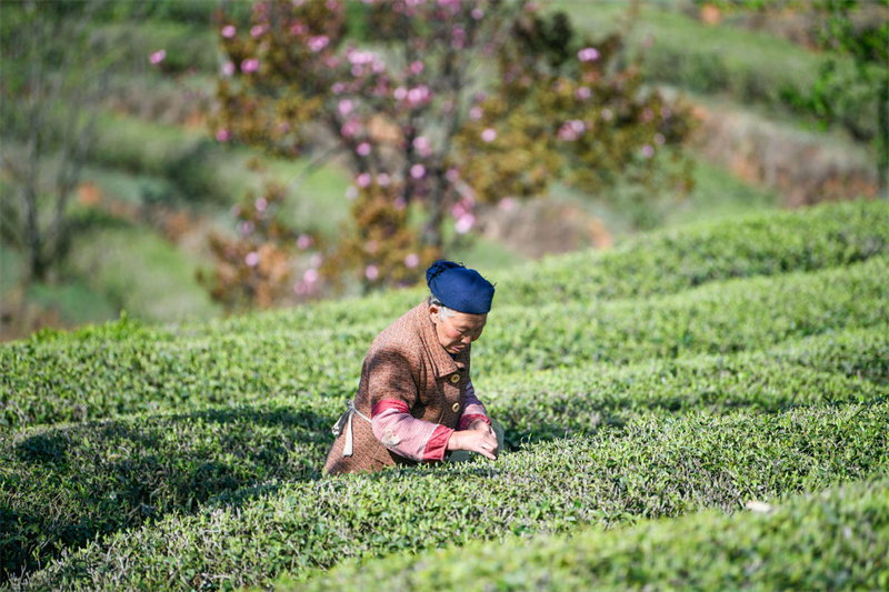 Guizhou : la cueillette de thé de printemps a commencé sur plus d'un millier d'hectares à Xingyi