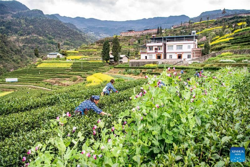 Les jardins de thé de Chongqing sont entrés dans la période de cueillette du thé de printemps