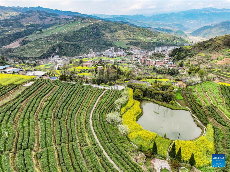 Les jardins de thé de Chongqing sont entrés dans la période de cueillette du thé de printemps